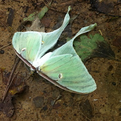 Sheltowee Trace, Red River Gorge